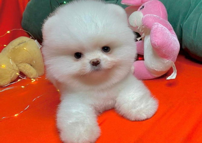 Safkan Pomeranian Boo Yavrularımız